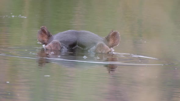 Close up from hippos coming above and going under water