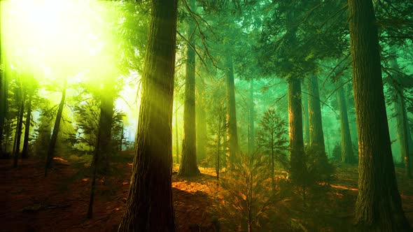 Morning Fog in the Giant Sequoias Forest