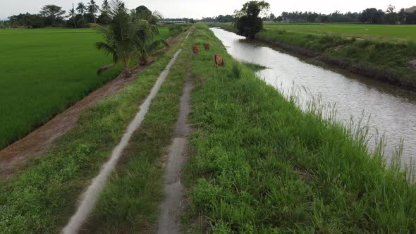 Cinematic move at rural path beside river toward cows