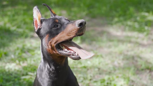 Doberman Sits on the Grass and Breathes with His Tongue Out