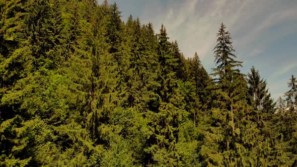 Spruce Forests of Carpathian Mountains