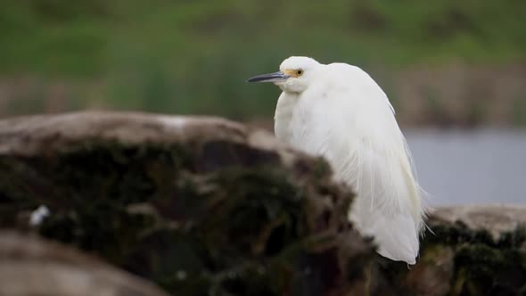 Snowy Egret in Standing in Dead Trunk with feathers moving with the wind