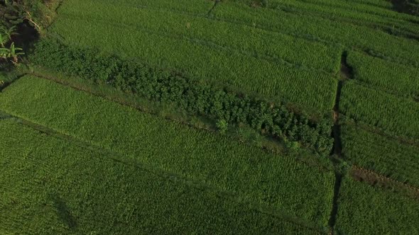 Aerial view of abandoned houses surrounding by rice fields, Lombok, indonesia.