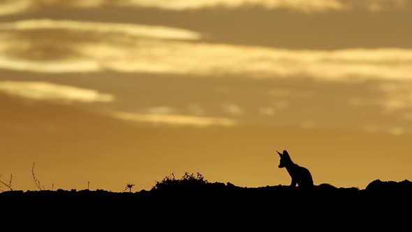 Cape Fox Silhouetted At Sunrise - Kalahari Desert