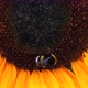 Black and yellow bumble bee extracts nectar from sunflower flowers - VideoHive Item for Sale