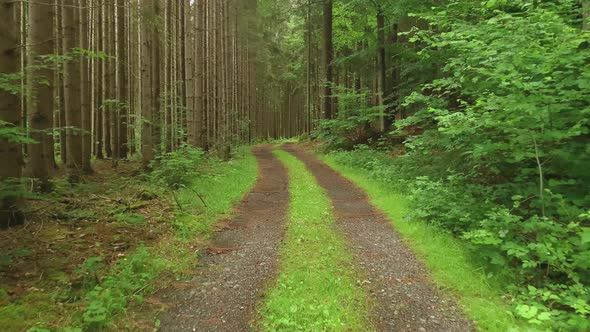 Forest Road. The path between the trees leads to the forest.