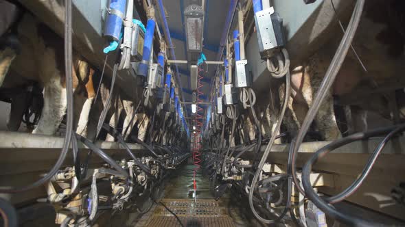 Cow Milking parlor, dairy farm.