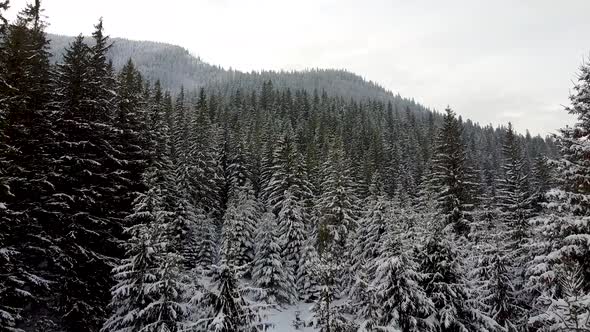 Fly Over Forest Between Trees In Winter