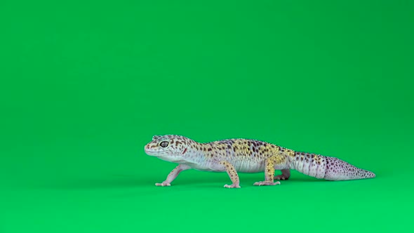 Yellow and Brown Spotted Leopard Gecko Eublefar Isolated at Green Screen. Close Up.