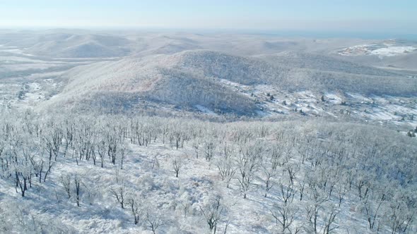Aerial View of a Frozen Forest with Snow Covered Trees at Winter
