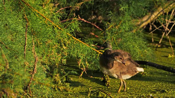 Young Common moorhen, Gallinula chloropus, France