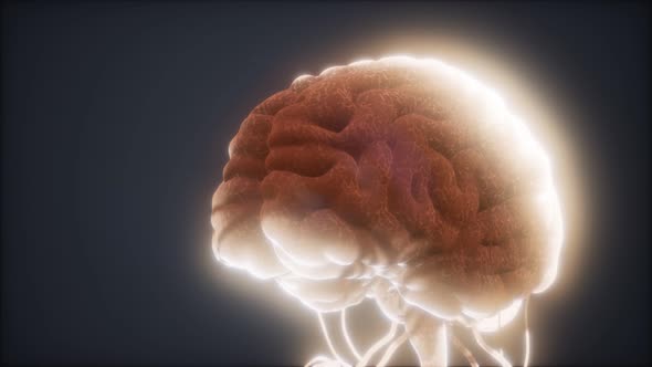 Animated Model of Human Brain