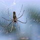 Spider in Sri Lanka - VideoHive Item for Sale