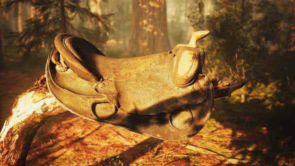 Vintage Leather Horse Saddle on the Dead Tree in Forest at Sunset