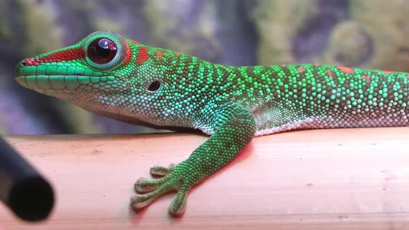 Crimson Giant Day Gecko slowly changing color