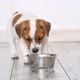 Little Puppy Eating Food From Bowl - VideoHive Item for Sale