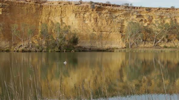 wide tracking shot of an australian pelican swimming on the murray river