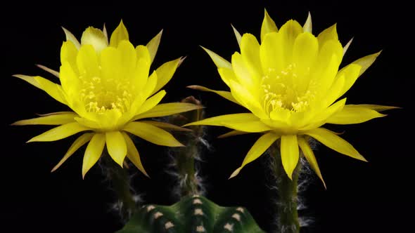 Yellow Colorful Flowers Timelapse of Blooming Lobivia Cactus Opening
