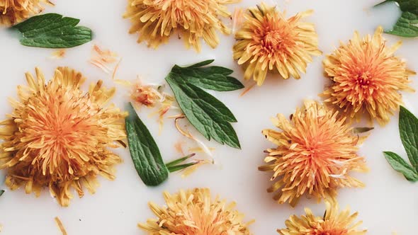 Slow Rotation of Yellow Dandelions in Milk