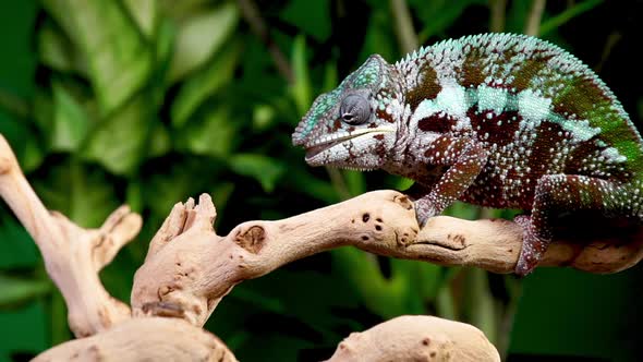 Panther Chameleon Shoots It's Tongue Out To Catch A Cricket