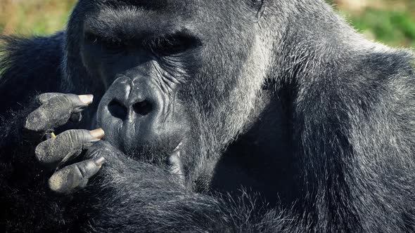 Silverback Gorilla Eating With His Hands