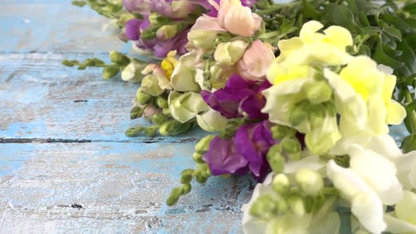 Bouquet of colorful dragon flowers drops on vintage wooden light blue surface. Slow motion.