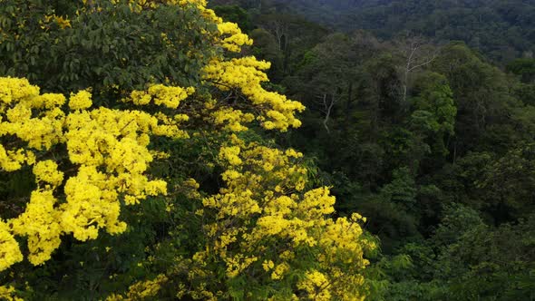 Aerial view, moving alongside the yellow flowers of a Guayacan Trumpet Tree