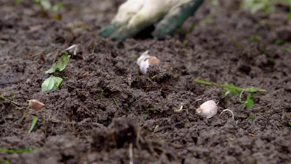 Hand Plans Garlic Cloves Into the Soil Close Up