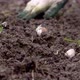 Hand Plans Garlic Cloves Into the Soil Close Up - VideoHive Item for Sale