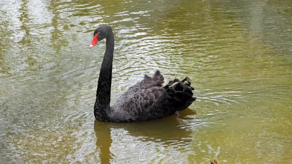 Portrait Of A Black Swan Floating On Tranquil Lake. Slow Motion Shot