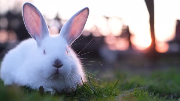 Little White Rabbit Eating Grass on a Sunny Day Banny White