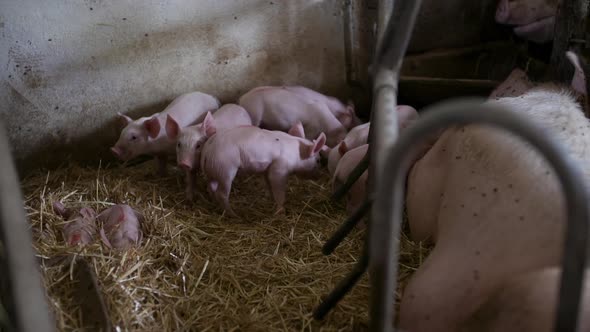 Pigs, Piglets on Livestock Farm