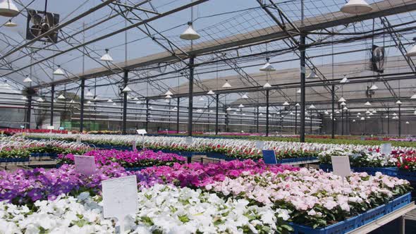 Large nursery greenhouse filled with thousands of colorful flowers and plants