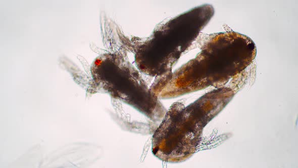 Group of Four Small Larvae of Artemia Salina Flapping Their Wings Under the Microscope