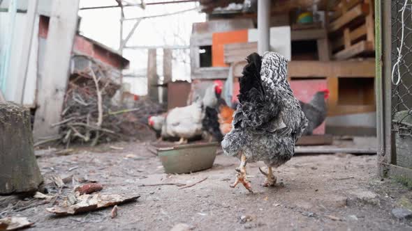 The Camera Follows a Pockmarked Faverolle Chicken on the Street