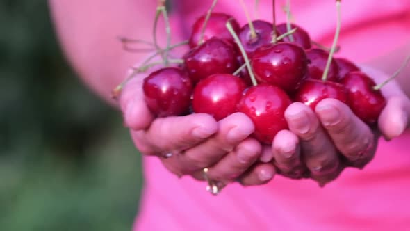 Woman Demonstrates Summer Harvest of Red Cherries From the Garden in the Countryside
