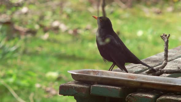 Medium wide Shot of a Blackbird sitting on an old table with a metal tray on it - his eye framed by