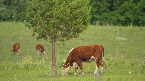 Cow and Bull in the Mountains