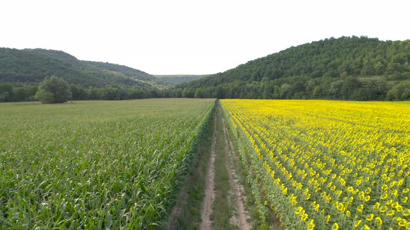 Aerial View of Rural Road and Sunflower Fields