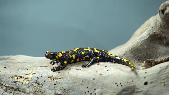 Fire Salamander. Salamandra Maculosa on Wooden Snag at Black Background. Close Up