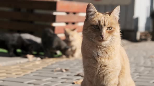 Lot of Stray Cats are Sitting Together in a Public Park in Nature Slow Motion