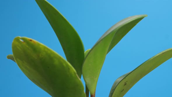 Close Up Of Rubber Plant Revolving Around Itself On The Blue Screen Background