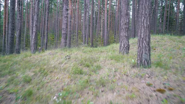 Running Along The Pine Forest Path. Pov Steadicam Shot