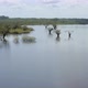 Trees are growing in a lagoon of the Amazon forest, inundated most of the year - VideoHive Item for Sale
