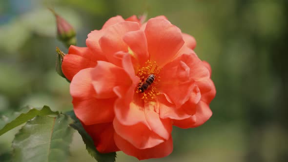 Honey bee pollinating a flower  