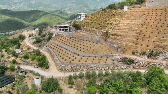 Avocado Fields aerial view 4 K Turkey Alanya