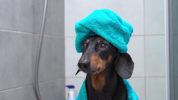 Close Up Cute Dachshund in Blue Bathrobe and with Towel Wrapped Around Its Head Like a Turban Stands