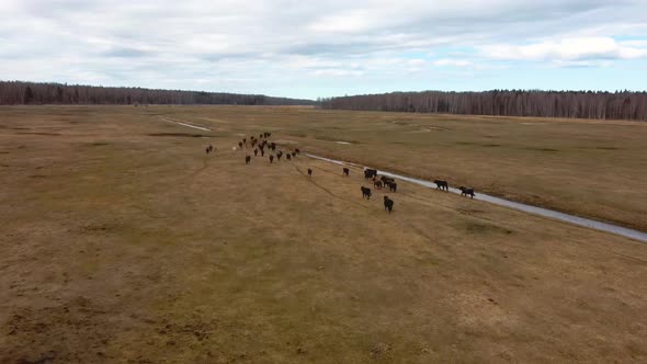 Wild Cows With Young Calfs and Heck Cattle Konik Horses and Foals Grazing 4K Dron Shot