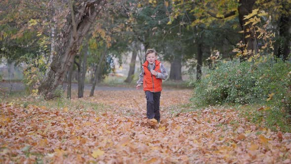 Boy Runs Through the Fallen Leaves Shuffling His Feet, Lifting the Autumn Leaves To the Top.