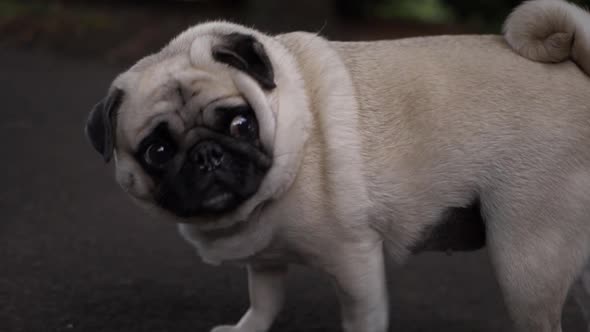 Cute adorable pug dog looking at surroundings